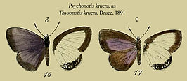 Psychonotis kruera