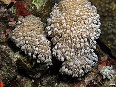 Pulsating xenid, Heteroxenia fuscescens, a soft coral that pulsates rhythmically around 40 times a minute (6163181047).jpg