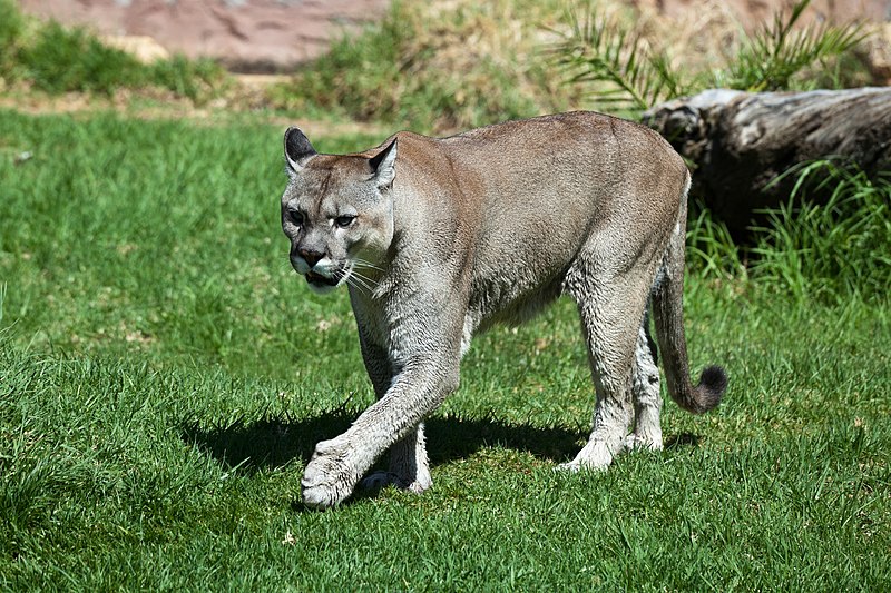 File:Puma concolor stanleyana - Texas Park - Lanzarote -PC08.jpg