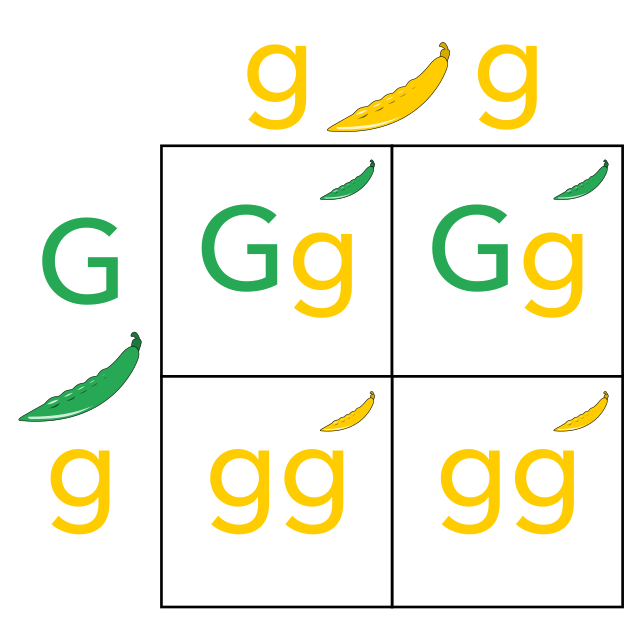 hybrid punnett square