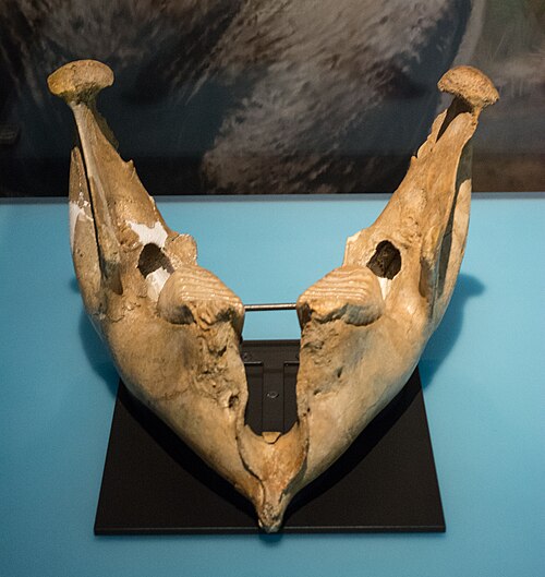 Mandible