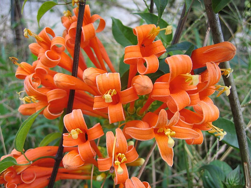 File:Pyrostegia venusta-coloradobeetleflower-in Costa RIca.jpg