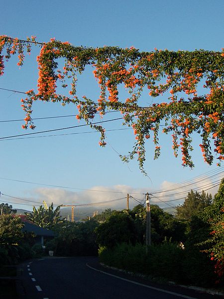 File:Pyrostegia venusta2.JPG