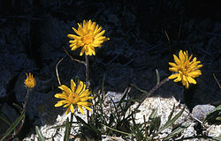 Pyrrocomauniflora.jpg