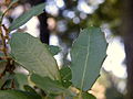 Quercus coccifera (8).JPG