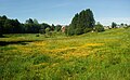 English: Field in Rådalen, Bergen, Norway.