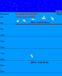 Chez les femelles de l'otarie subantarctique, la majorité des plongées ont lieu entre 5 et 50 mètres de profondeur. Les plongées records mesurées chez les femelles de cette espèces (la plus longue en durée et la plus profonde) sont figurées par deux points rouges sur le schéma.