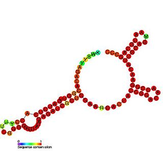 <span class="mw-page-title-main">Tombusvirus 3′ UTR region IV</span>