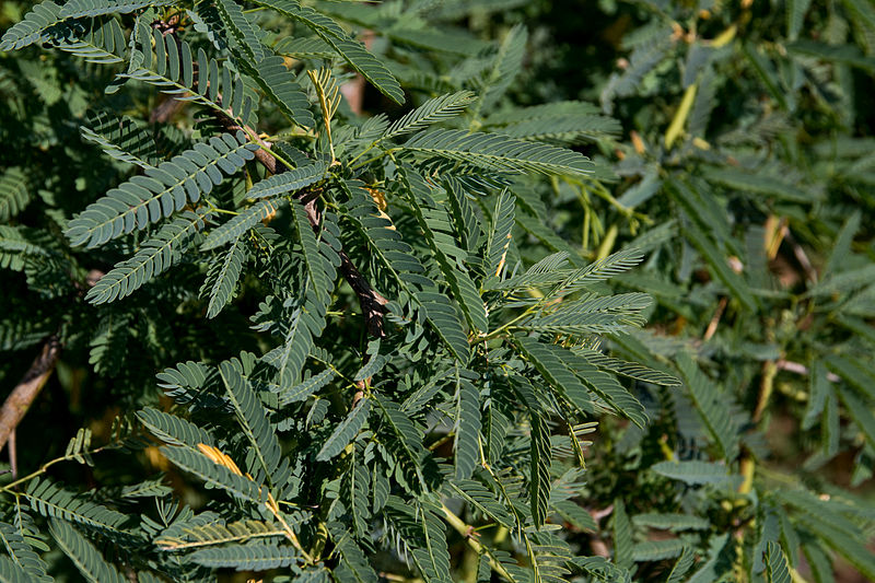 File:RJ NH 28-Acacia jacquemontii-20131011.jpg