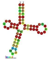 Вторичная структура РНК mascRNA.jpg