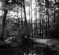 "Bridge in a Dutch Forest" 1950, photograph