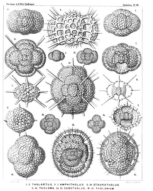 Plate 10.