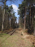 Bei Espeln-Riege wird im Ramselbruch ein für die Senne typischer Kiefernwald durchquert