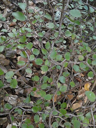 <i>Raukaua anomalus</i> Species of shrub