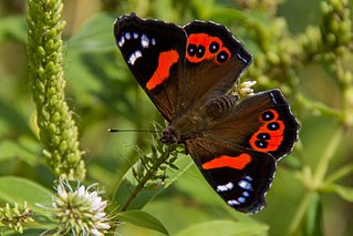 <span class="mw-page-title-main">New Zealand red admiral</span> Species of butterfly