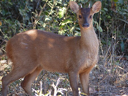 Tập_tin:Red_Brocket_(Mazama_americana)_male_(28091090800).jpg