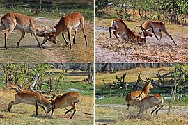 Red lechwe (Kobus leche leche) males fighting, composite.jpg