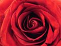 Red rose hybrid petals