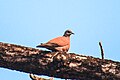 Red turtle dove at Chitwan National Park (1).jpg