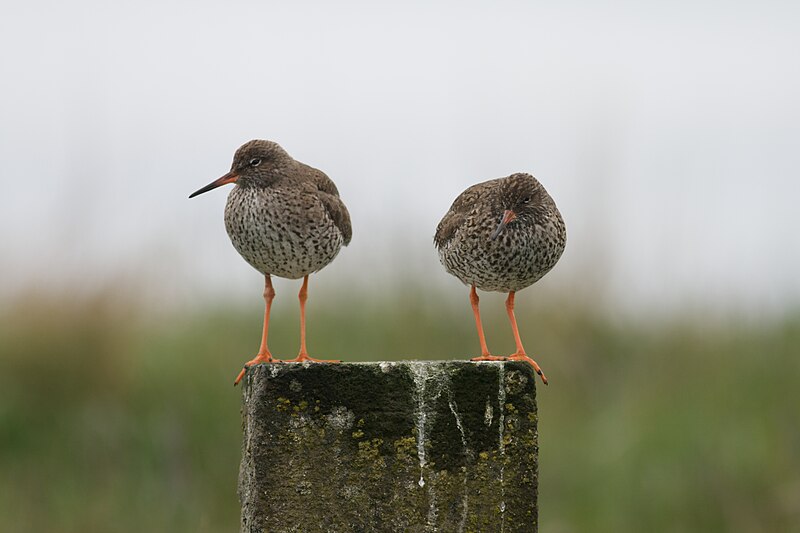 File:Redshanks on stone pillar.jpg