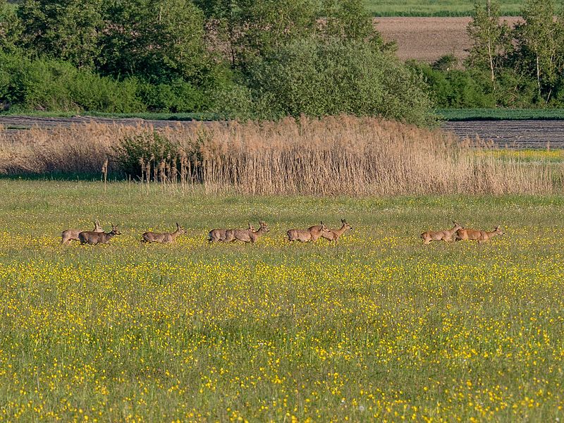 File:Rehe im NSG Feuchtwiesen Ziegenanger bei Neuhaus P5RM1345-PSD.jpg