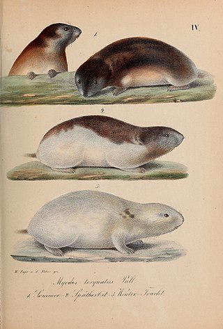 <span class="mw-page-title-main">Collared lemming</span> Genus of rodents