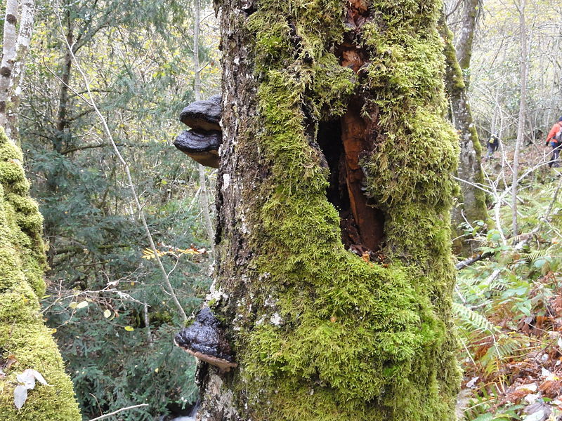 File:Reserva Natural Integral de Muniellos (Asturias, España) 02.JPG