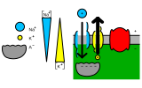 File:Resting potential.svg