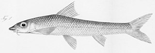 <i>Rhinogobio</i> Genus of fishes
