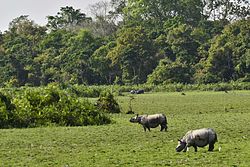 काजीरंगा राष्ट्रीय उद्यान में एक सींग वाले गैंडे