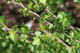 <i>Ribes rotundifolium</i> species of plant