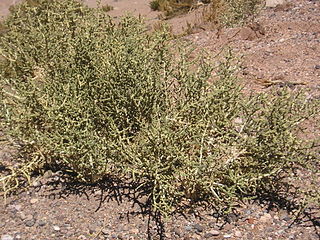 <i>Aloysia deserticola</i> Species of shrub