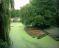 River Cam green.JPG