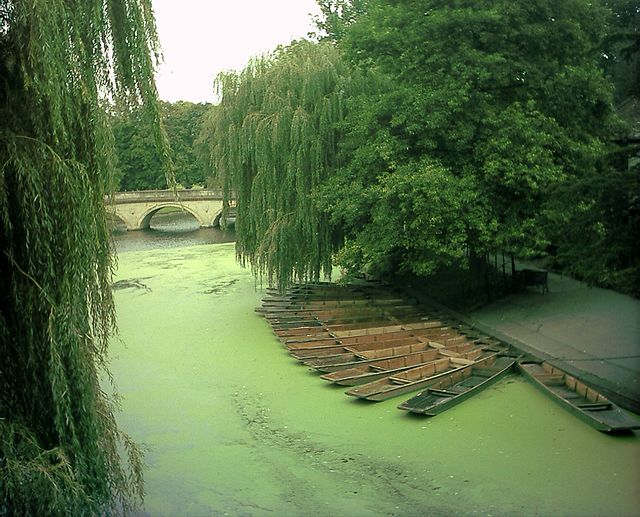 A small algae bloom on River Cam near Trinity College