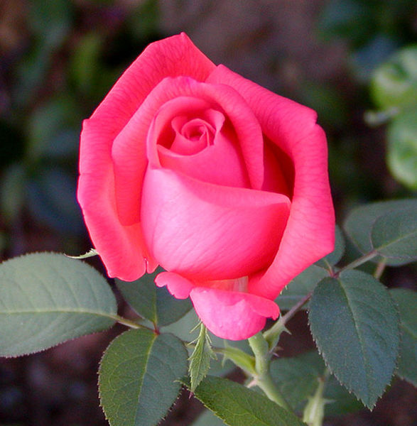 File:Rosa Super Star.jpg