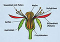 Rose diagrams