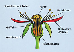 Rose diagrams