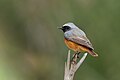 * Nomeação Common redstart (Phoenicurus phoenicurus) near Jebil national parkI, the copyright holder of this work, hereby publish it under the following license:This image was uploaded as part of Wiki Loves Earth 2024. --El Golli Mohamed 14:11, 4 June 2024 (UTC) * Promoção  Support Good quality. --Plozessor 17:54, 4 June 2024 (UTC)