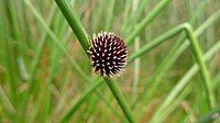 Chorizandra sphaerocephala