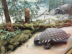 Royal Alberta museum Ankylosaurus.jpg