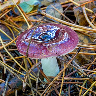 <i>Russula caerulea</i> Species of mushroom-forming fungus