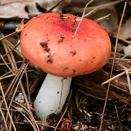 Grootsporige braakrussula