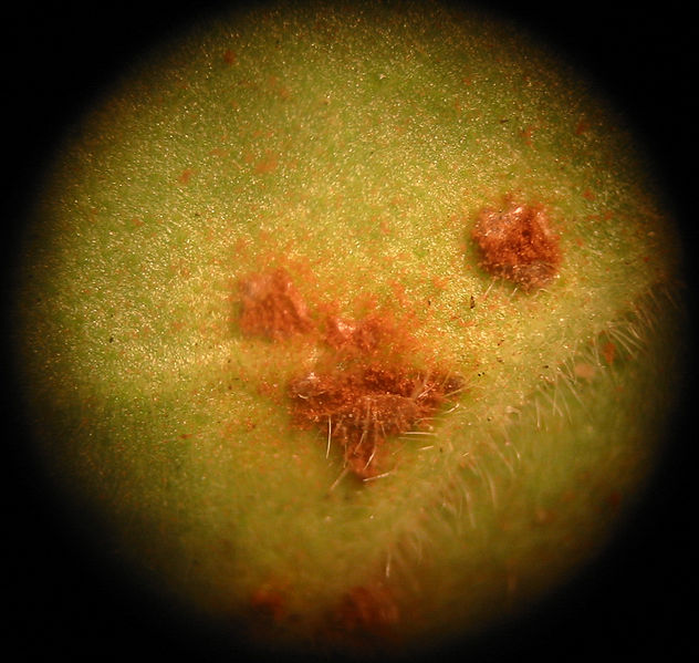 File:Rust fungus (Uredinales) Pengo.jpg