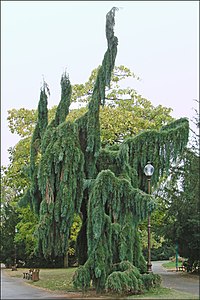 Sequoiadendron giganteum 'Pendulum'