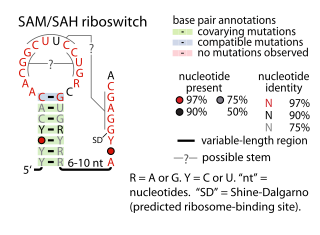 <span class="mw-page-title-main">SAM–SAH riboswitch</span>