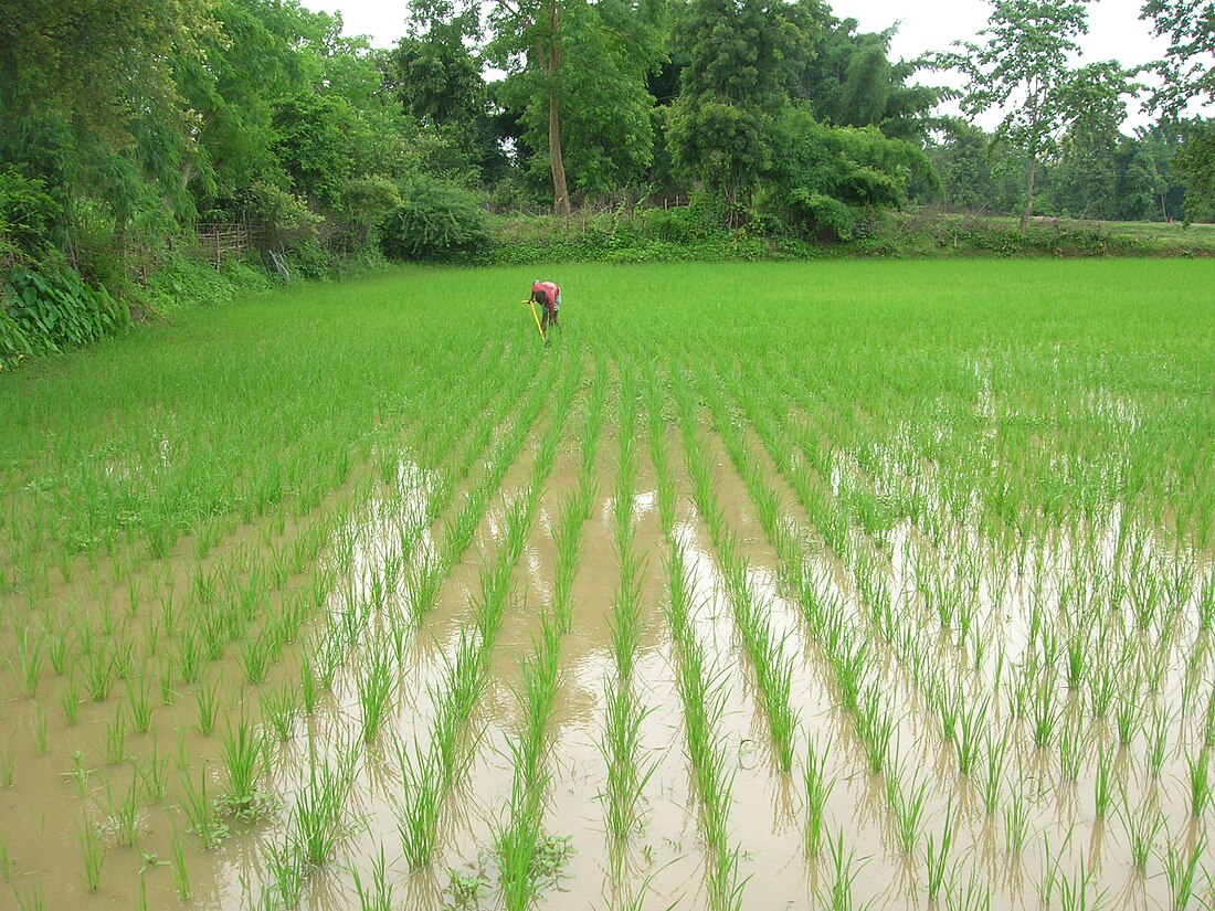 Système de riziculture intensive