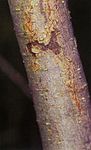 Salix amygdaloides (02). 
 jpg