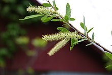 black willow tree