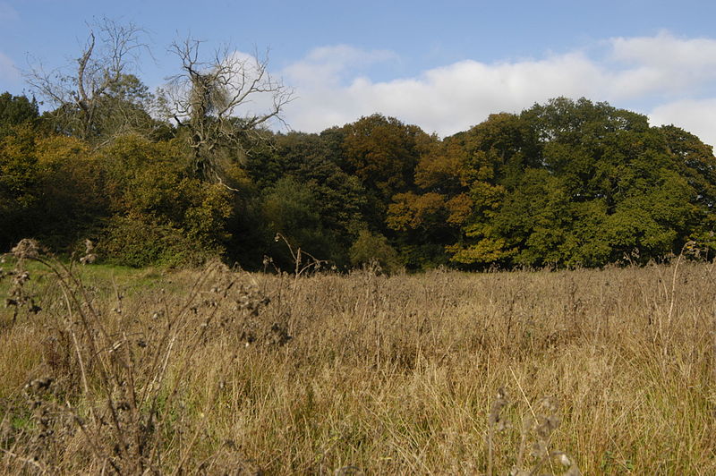 File:Sandleford park, the southern edge of Crook's Copse from the northern fringe of High Wood.jpg