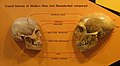 مقارنة بين جمجمة أنسان [اليسار] وجمجمة نياندرتال (يمين)